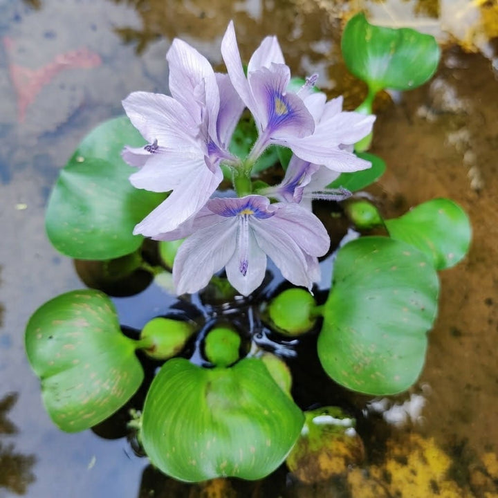 Water Hyacinth (Eichhornia crassipes) | Floating Pond Plant | Pond Flower | Koi Pond Plants | Water Plants Live (Pack of 2/3/4/6/8/12)
