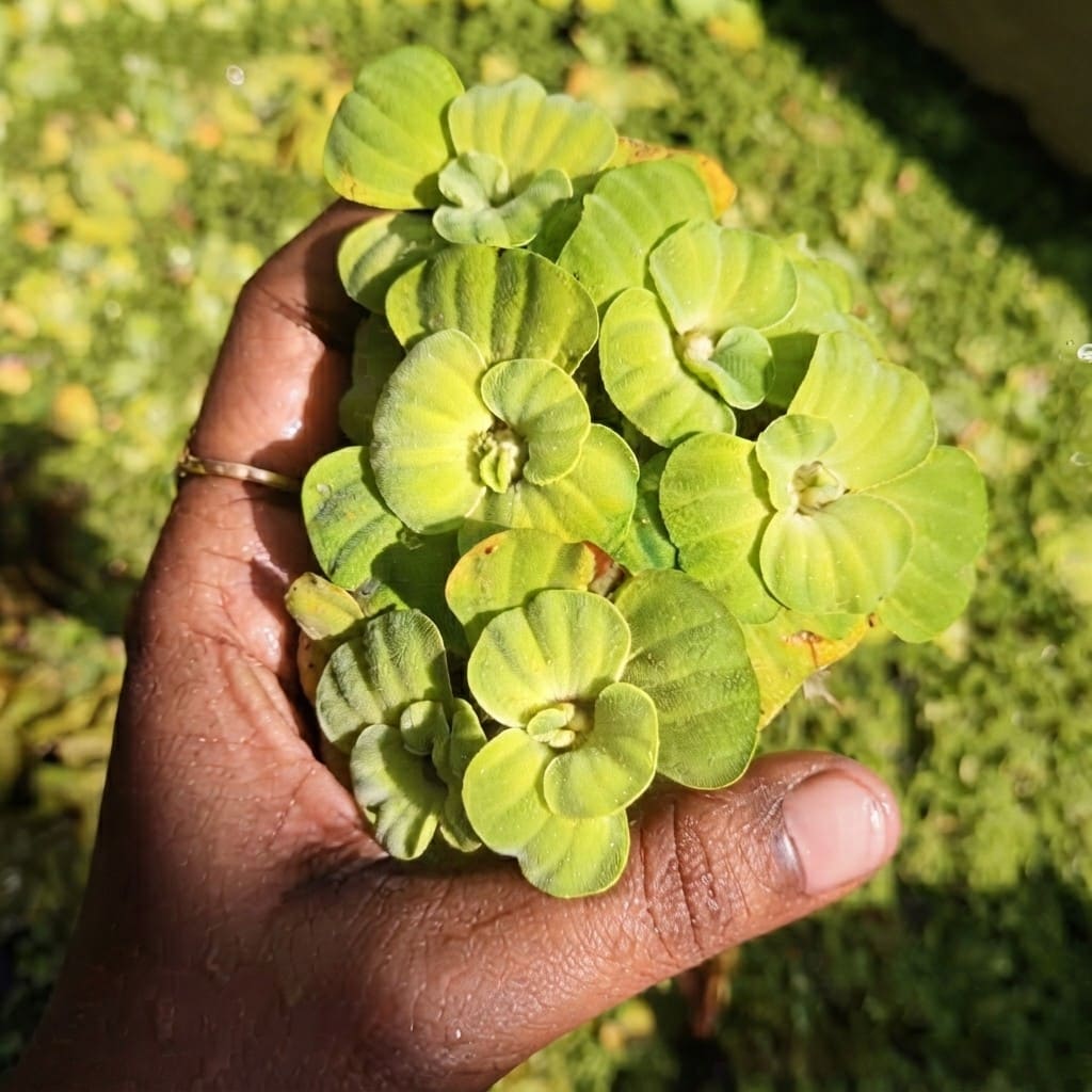 Water Lettuce Live Plant | Water Cabbage Plant for Pond , Aquarium | Aquatic Pistia | Floating Live Pond Plant - (Pack of 5/10/20/25/35)