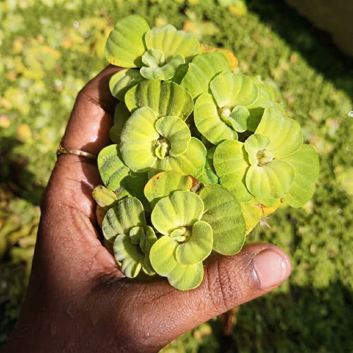 Water Lettuce Live Plant | Water Cabbage Plant for Pond , Aquarium | Aquatic Pistia | Floating Live Pond Plant - (Pack of 5/10/20/25/35)