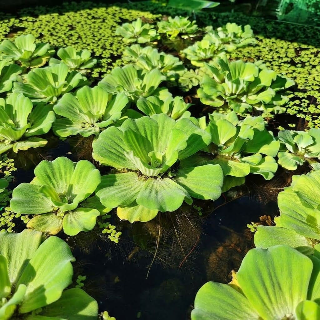 Water Lettuce Live Plant | Water Cabbage Plant for Pond , Aquarium | Aquatic Pistia | Floating Live Pond Plant - (Pack of 5/10/20/25/35)
