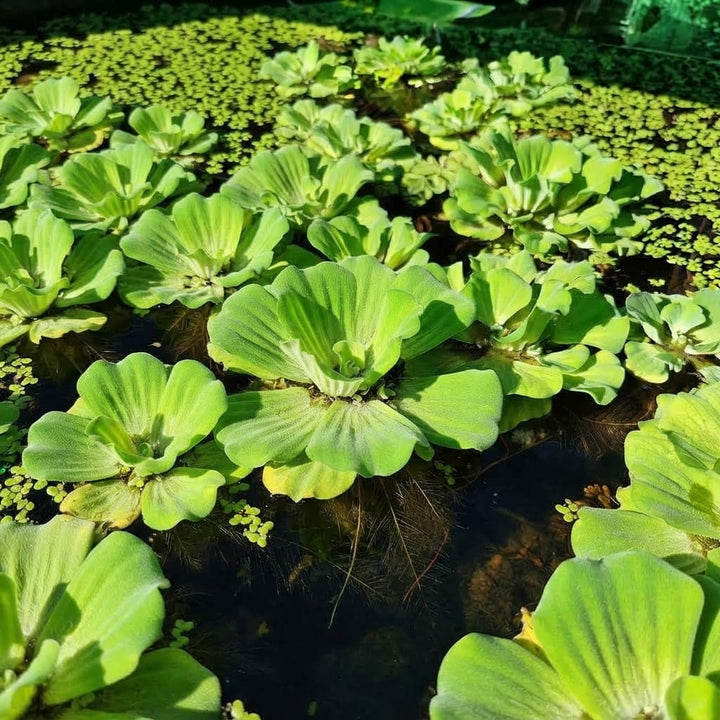 Water Lettuce Live Plant | Water Cabbage Plant for Pond , Aquarium | Aquatic Pistia | Floating Live Pond Plant - (Pack of 5/10/20/25/35)