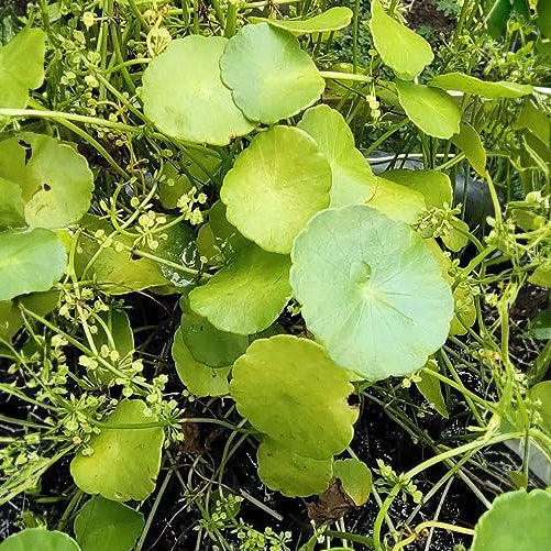 Gachwala Water Pennywort (Hydrocotyle verticillata) - Live aquatic plant - Marsh Pennywort, Shield Pennywort, Brazilian Kodavan
