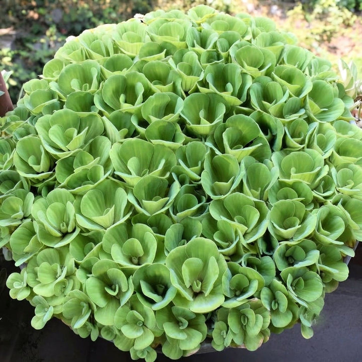 Water Lettuce Live Plant | Water Cabbage Plant for Pond , Aquarium | Aquatic Pistia | Floating Live Pond Plant - (Pack of 5/10/20/25/35)