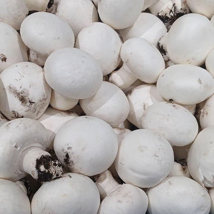 White Button Mushroom Kit (Complete Set) - Spawn/Seeds 200gm + Pasteurized Compost &amp;amp; Casing Soil + PP Bag - High Yield, First Generation, Grain-Based Seeds - Growing Edible Mushrooms Indoors