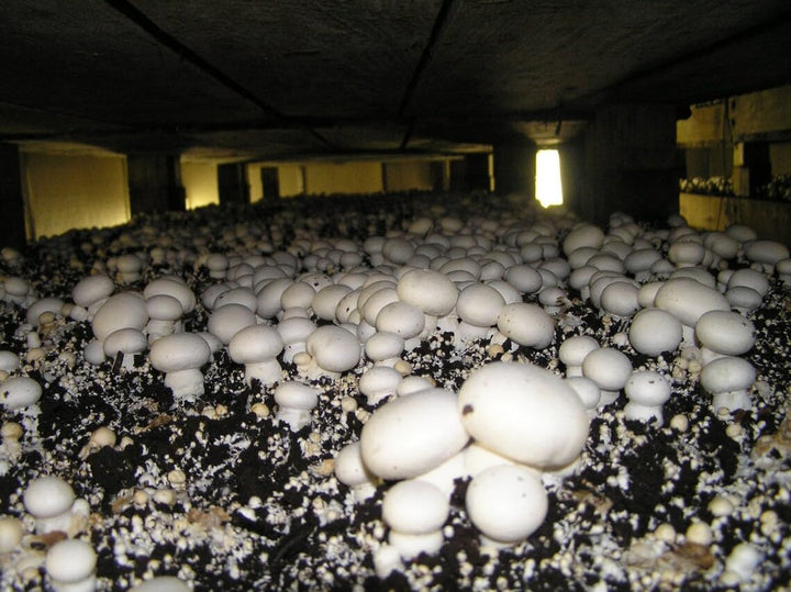 White Button Mushroom Spawn, 200g/400g - Fresh White Mycelium for Growing Edible Mushrooms Indoors, Home Gardening or Commercial Use - High Yield Spores Grain Based Seeds for Mushroom Cultivation
