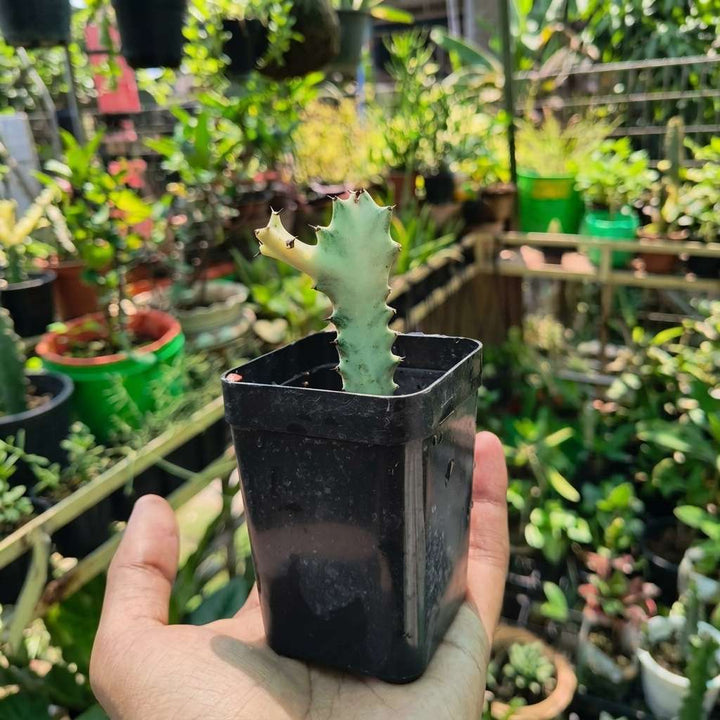 Euphorbia lactea &