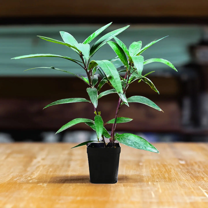 Rare Willow-leaved Justicia | Vaathamkolli Justicia gendarussa | Medicinal Plant With Pot