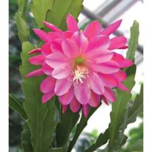 jungle cactus - orchid plants - cactus