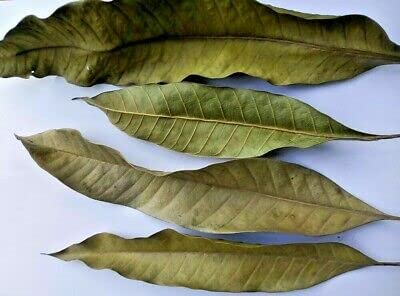 Mango Leaf (mangifera indica), Dried