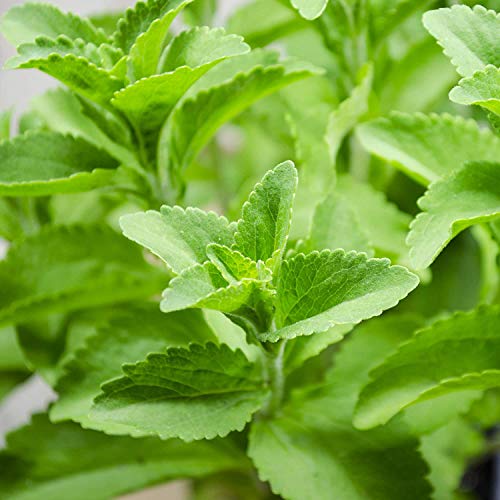 Tulsi Live Medicine Herbal Plant Holy Basil for Home Balcony Outdoor Garden with Pot Stevia Tulsi