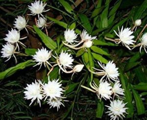 Brahma Kamal - Lucky Plants for Home Vastu - Queen of the Night