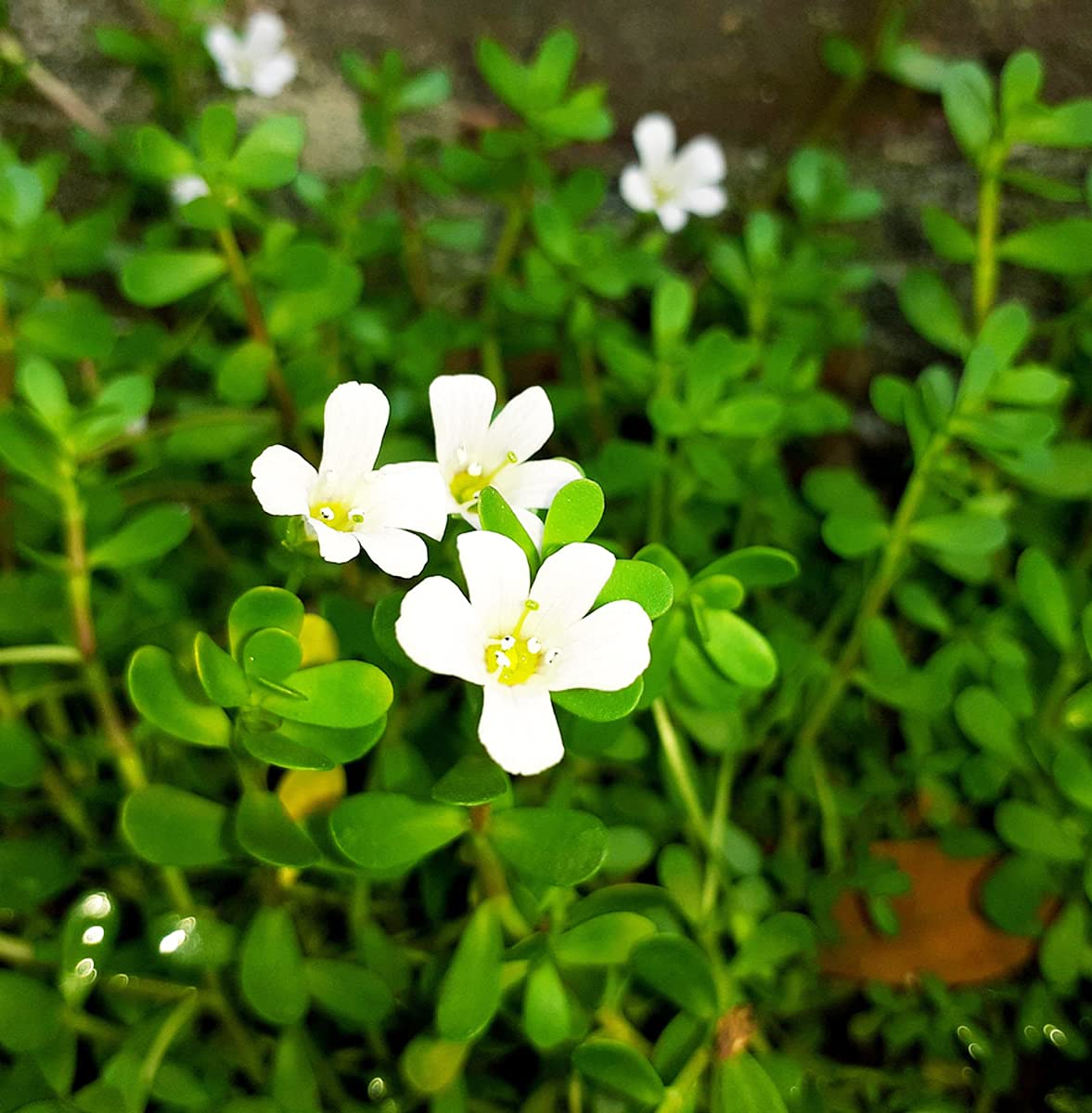 neer brahmi herbal & medicinal plant live (set of 2) | bacopa monnieri |  ayurvedic plant with pot | non-aromatic herb