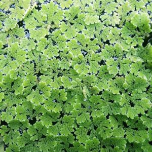 Azolla Water Plant - Azolla for Sale - Azolla Pinnata Seeds