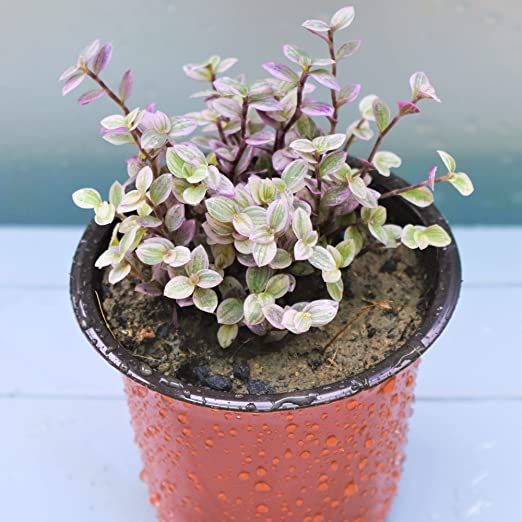 Bolivian Jew (Callisia repens) | Pink Lady Plant | Creeping Inch Plant ...