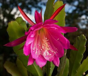 Jungle Cactus - cactus garden