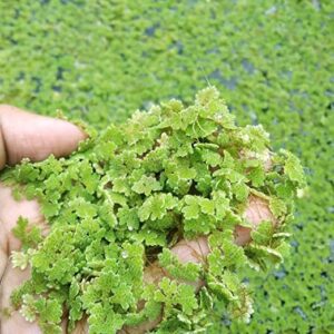 Azolla - Azolla Plant - Azolla Floating Plant