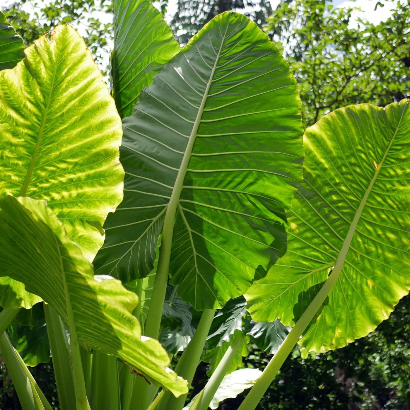 Alocasia Macrorrhiza Borneo Giant Tropical Plant Green Huge Elephant Ear Massive Foliage