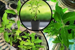 Radha Tulsi - basil plant - holy basil uses