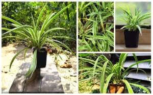 Spider Plant - Chlorophytum comosum - Houseplan