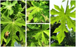 papaya leaf online - papaya leaf