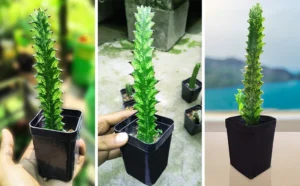 Euphorbia Vaariegated - Evergreen House Plant