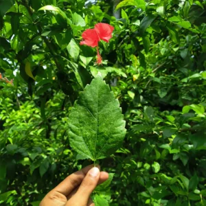 hibiscus leaf - hibiscus leaves - hibiscus leaves for hair