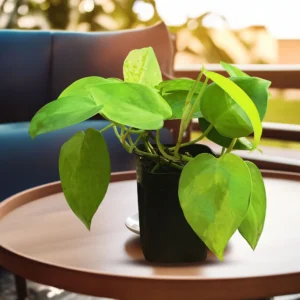 Neon Money Plant - Heart Leaf - lucky plant in home