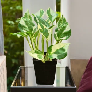 n'joy money plant - money plant