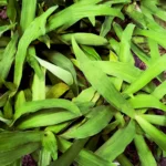 green spider plant - spider plant