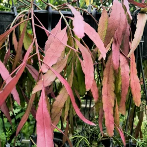 cactus images - cactus tree - Epiphyllum Pink Cactus