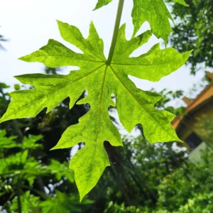 papaya leaves - papaya leaf benefits