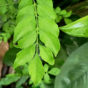 kadi patta - kari patta - curry leaves picture