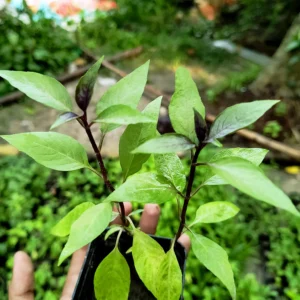 cinnamon basil - tulsi