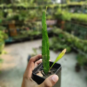 cactus flower - jungle Cactus Orchid Plants