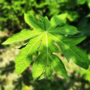 papaya leaves juice - papaya leaf