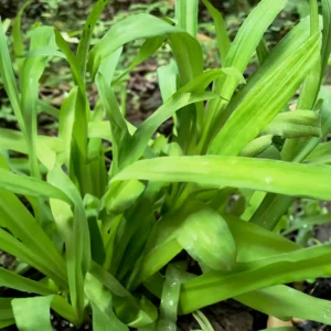 spider plant indoor - spider plant varieties