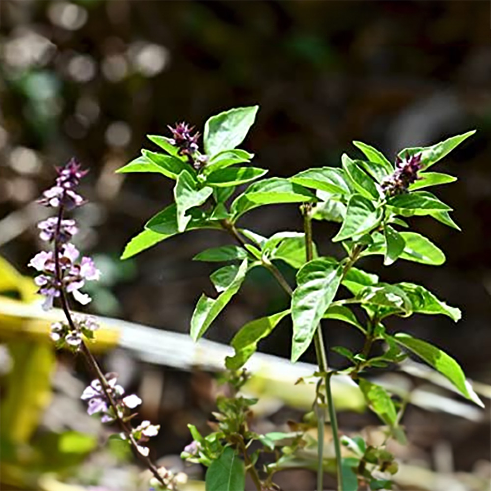 Cinnamon Tulsi Mexican Basil Live Plant for Home Garden