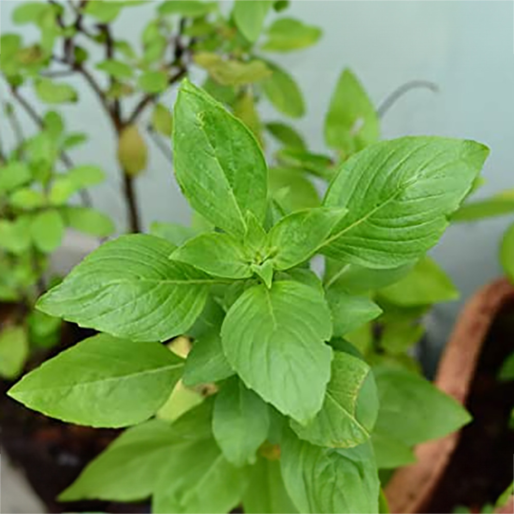 Tulsi Live Medicine Herbal Plant Holy Basil for Home Balcony