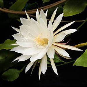 Brahma Kamal - Lucky Plant in Home - - Queen of the Night