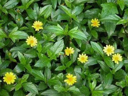 Bhringraj | Eclipta alba | Bhangra | False daisy | Ayurvedic Medicinal  Plant for Hair | 1 Healthy Live Plant with Pot (White/Yellow) - Gachwala