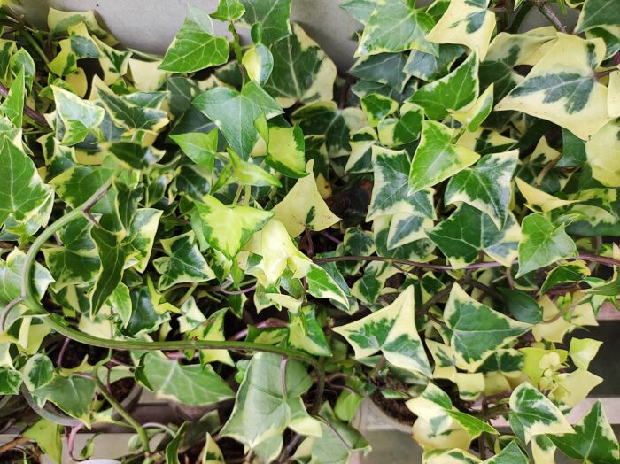 English Ivy Plant Live Indoor (Variegated) - Common Toothed Edges for ...