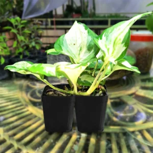 Manjula Money Plant - Variegated Money Plant