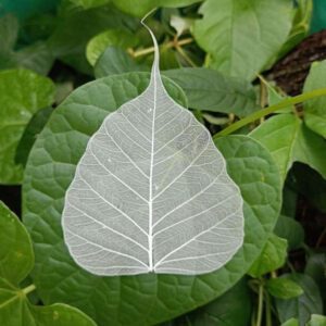 Leaf Skeleton Craft - How to Dry Leaves - Skeleton of Leaves