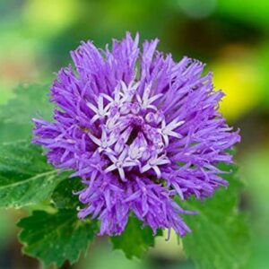 Lark Daisy - Lucky Plant in Home - Lucky House Plant