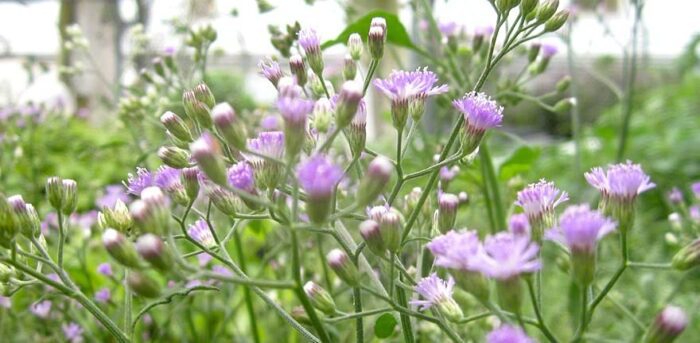 Buy Sahadevi Plant Online for Vastu: Purple Fleabane, Sahdevi Plant for