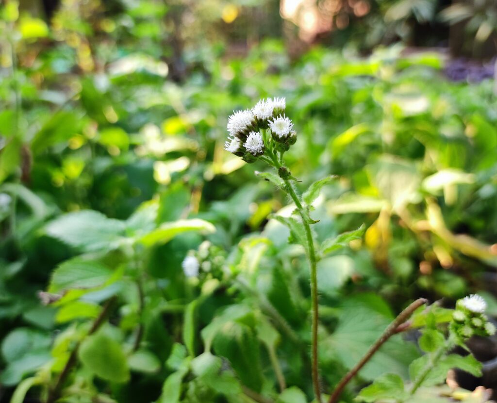 Buy Sahadevi Plant Online for Vastu: Purple Fleabane, Sahdevi Plant for