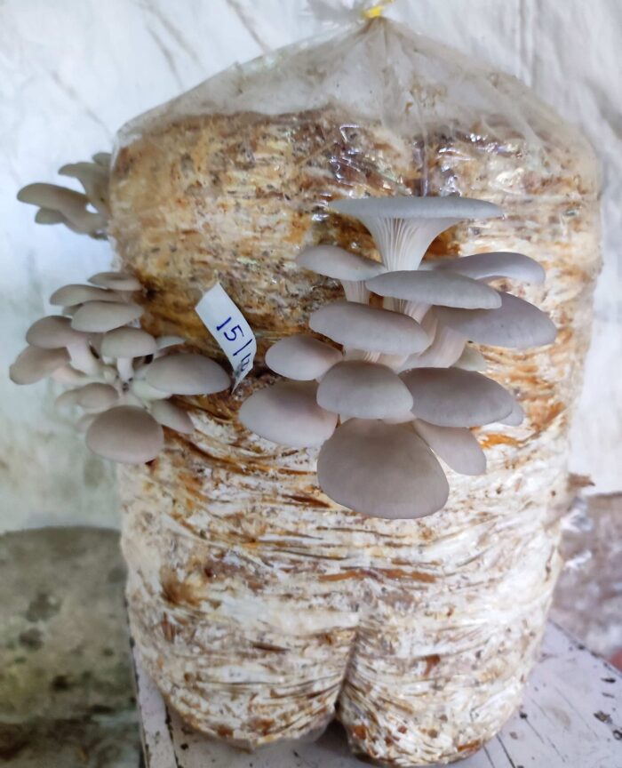 DIY Mushroom Grow Kit - 1st Generation High Yield White Mushroom for Kitchen & Garden