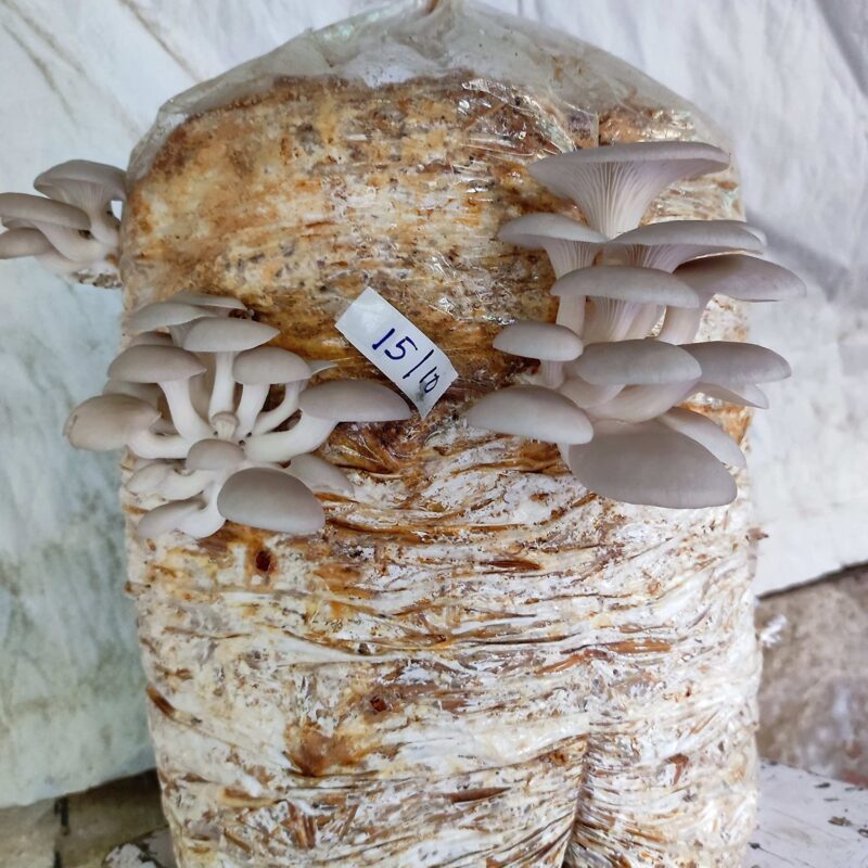 Oyster Mushroom Growing Kit – Gachwala