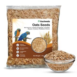 Oats seeds - Oats seed - Oatmeal seed