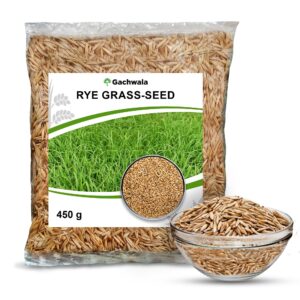 Rye Seed - Rye Grass Seeds - Rye Cereal